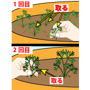 園芸用農業用培養土　間引きは元気の良い苗を１か所１株づつ残す