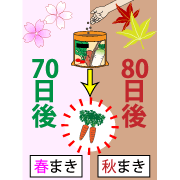 園芸用農業用培養土　収穫は７０～８０日以上じっくり太らせて収穫