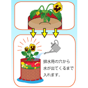 園芸　排水用の穴から水が出てくるまで入れます