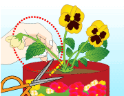 園芸　花がら摘みの方法