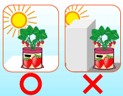 園芸　農業　イチゴは日当たりの良い場所に