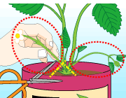 園芸　農業　植え付け１カ月間はわき芽を取り株を大きくさせる