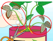 園芸　農業　下葉が枯れてきたら取り除く