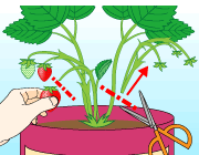 園芸　農業　赤く熟した実から収穫