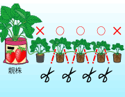 園芸　農業　親株から出た子株を育てることができます