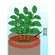 園芸　農業　植えてから５０日で置き肥をする