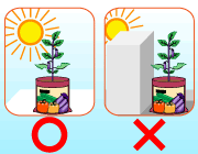 園芸　農業　ナスは日当たりの良い場所に置く