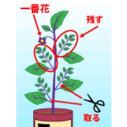 園芸　農業　一番花がついた下のわき芽はすべて摘み取る