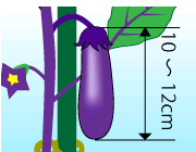 園芸　農業　１０～１２ｃｍで収穫