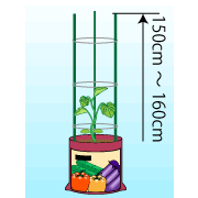 園芸　農業　キュウリはツルが伸び始める前に支柱を立てる