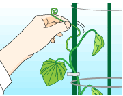 園芸　農業　キュウリは垂れてるツルがあったら支柱に誘引