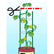 園芸　農業　親ツルが支柱の先まできたら切る