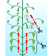 園芸　農業　キュウリは下から３段目までのわき芽を取り除く