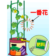 園芸　農業　キュウリは一番花に実がついたら追肥