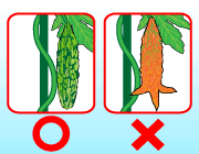 園芸　農業　ゴーヤは緑色のうちに収穫する