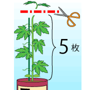 園芸　農業　親ツルは花が付かない