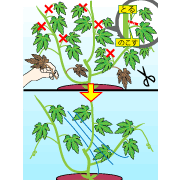 園芸　農業　茂りすぎならツルの先端を取り除く