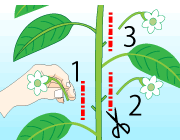 園芸　農業　一番花から下のわき芽は取り除く