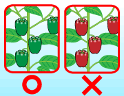 園芸　農業　ピーマンは若どりすると多収です