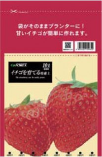 イチゴを育てる培養槌