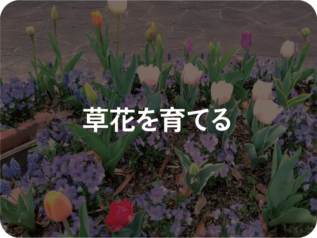 草花を育てる