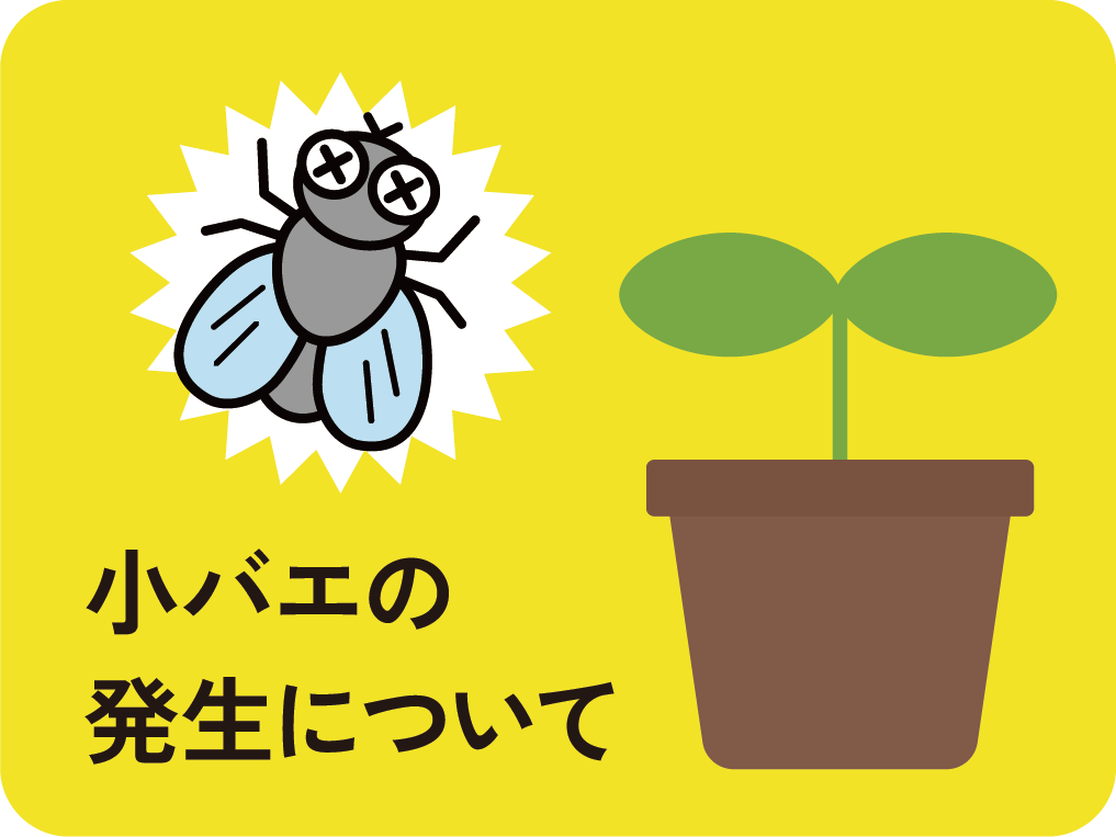 小バエの発生について